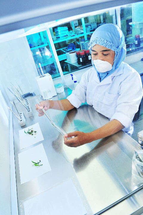 Oil Palm Tissue Culture Laboratory